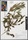 Foto von Salix triandra L.